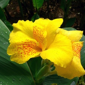 Клубень канны Солнечная красавица