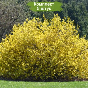 Сеянцы форзиции яйцевидной -  комплект 5 шт.