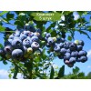 Саженцы голубики Блю Рей (Blue Ray) -  комплект 5 шт.