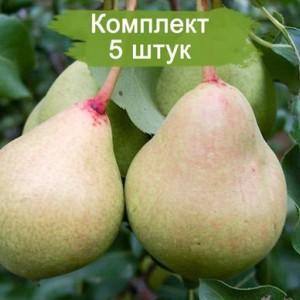 Саженцы груши Лель -  комплект 5 шт.