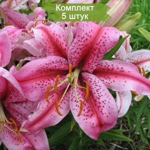 Луковицы лилии восточной Тайгер Эдишн (Tiger Edition) -  комплект 5 шт.
