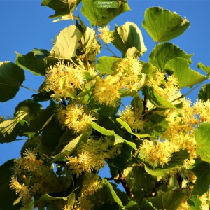 Саженцы липы Сибирская от 150 см -  комплект 5 шт.