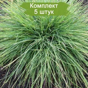 Саженцы овсяницы Нитевидной -  комплект 5 шт.