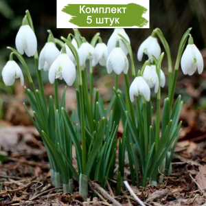 Луковицы Галантуса (Подснежника ) Фло -  комплект 5 шт.