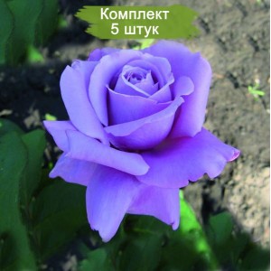 Саженцы чайно-гибридной розы Голубой Нил (Blue Nile) -  комплект 5 шт.