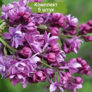 Комплект 5шт / Сеянец Сирень Adelaide Dunbar