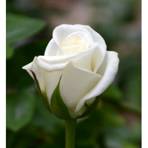 Саженец чайно-гибридной розы Акито (Akito)