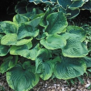 Саженец хосты Титаник (Titanic)