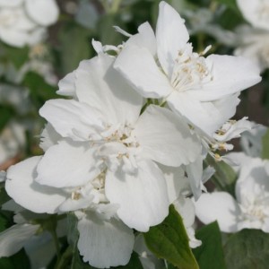 Саженец жасмина Эльбрус