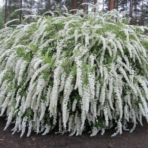 Саженец спиреи серой Грефшейм (Grefsheim)