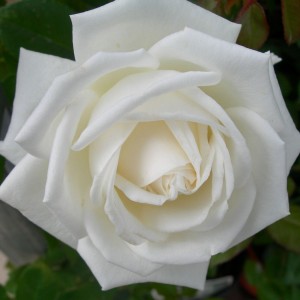 Саженец чайно-гибридной розы Пьер Ардити (Pierre Arditi)