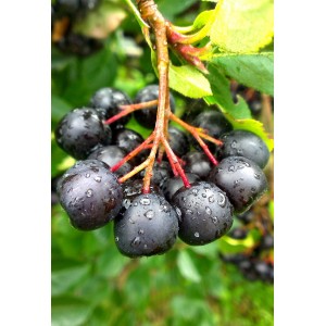 Саженец рябины черной