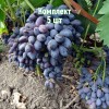 Комплект 5шт / Виноград Декабрьский