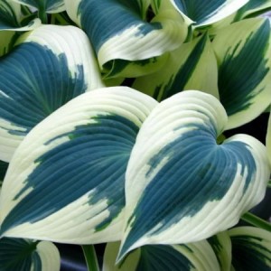 Саженец хосты Блю Айвори (Blue Ivory)
