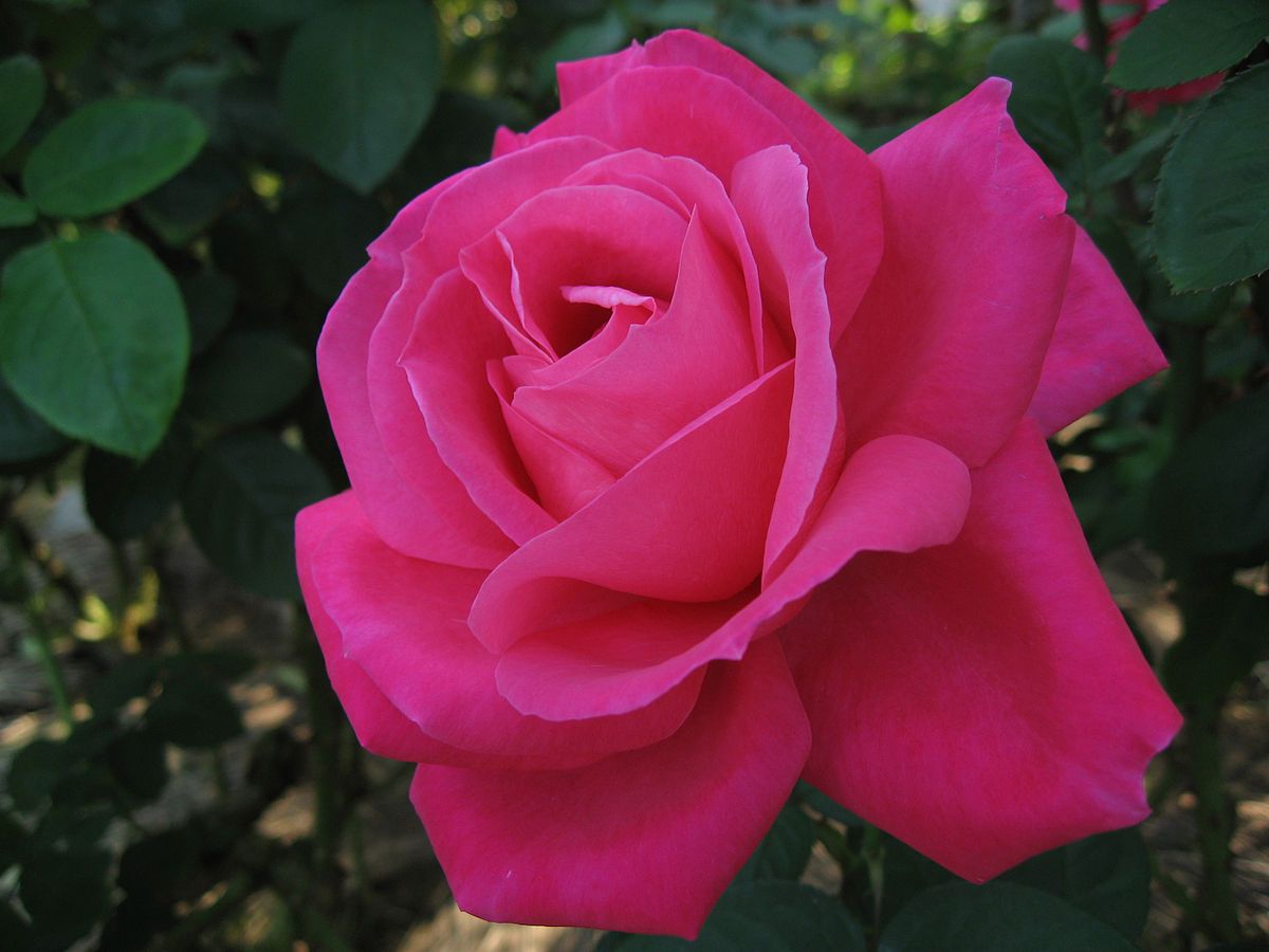 Роза Экскалибур