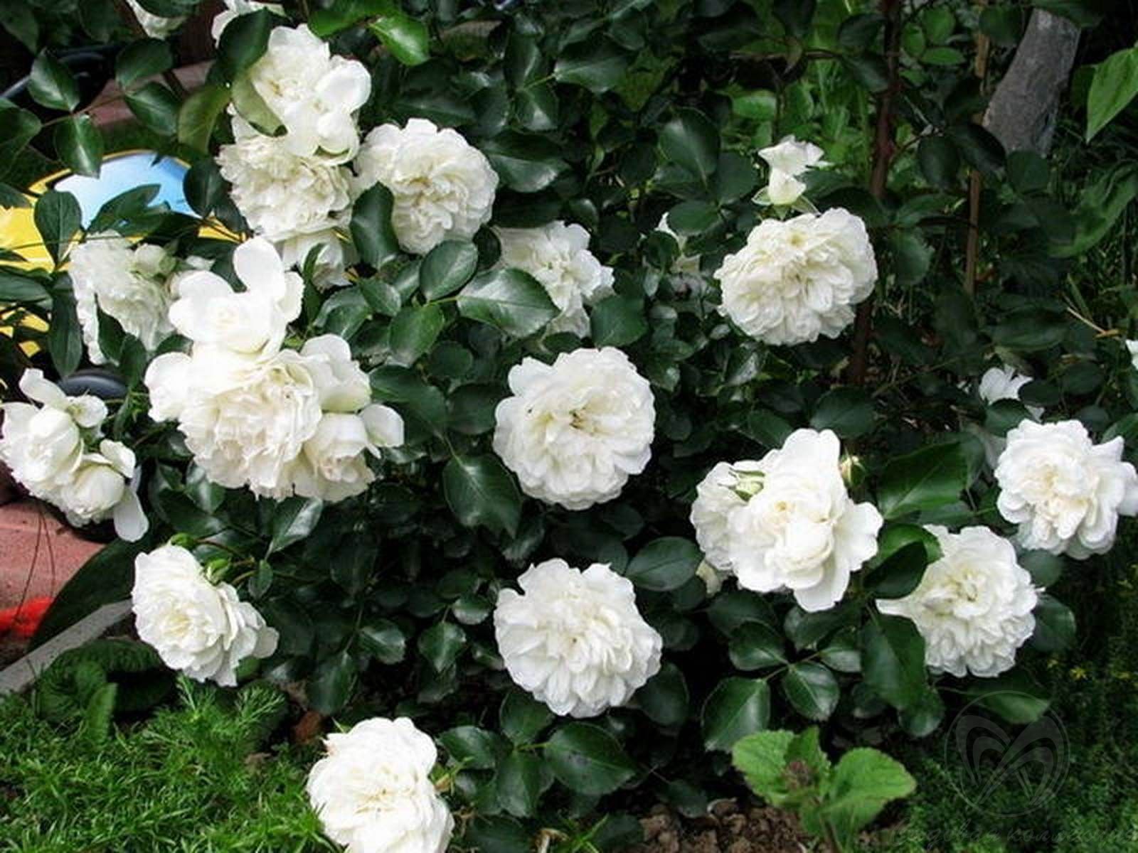 Alba Meillandecor роза