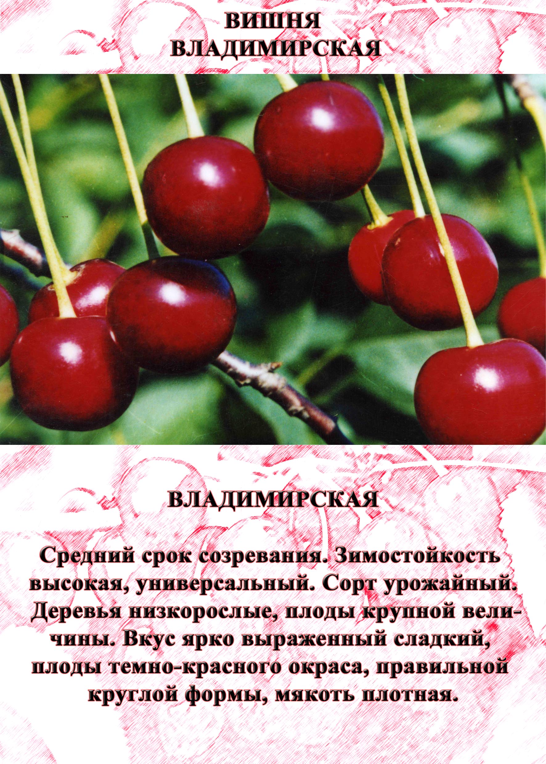 Сорта вишни владимирская с фото и описанием