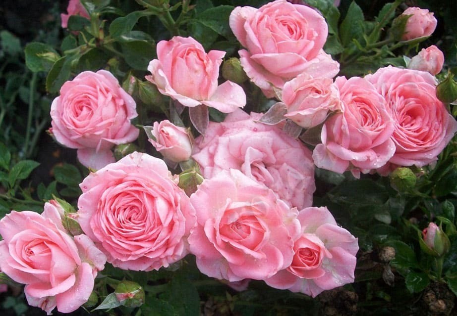 Фото роз спрей и названиями сорта